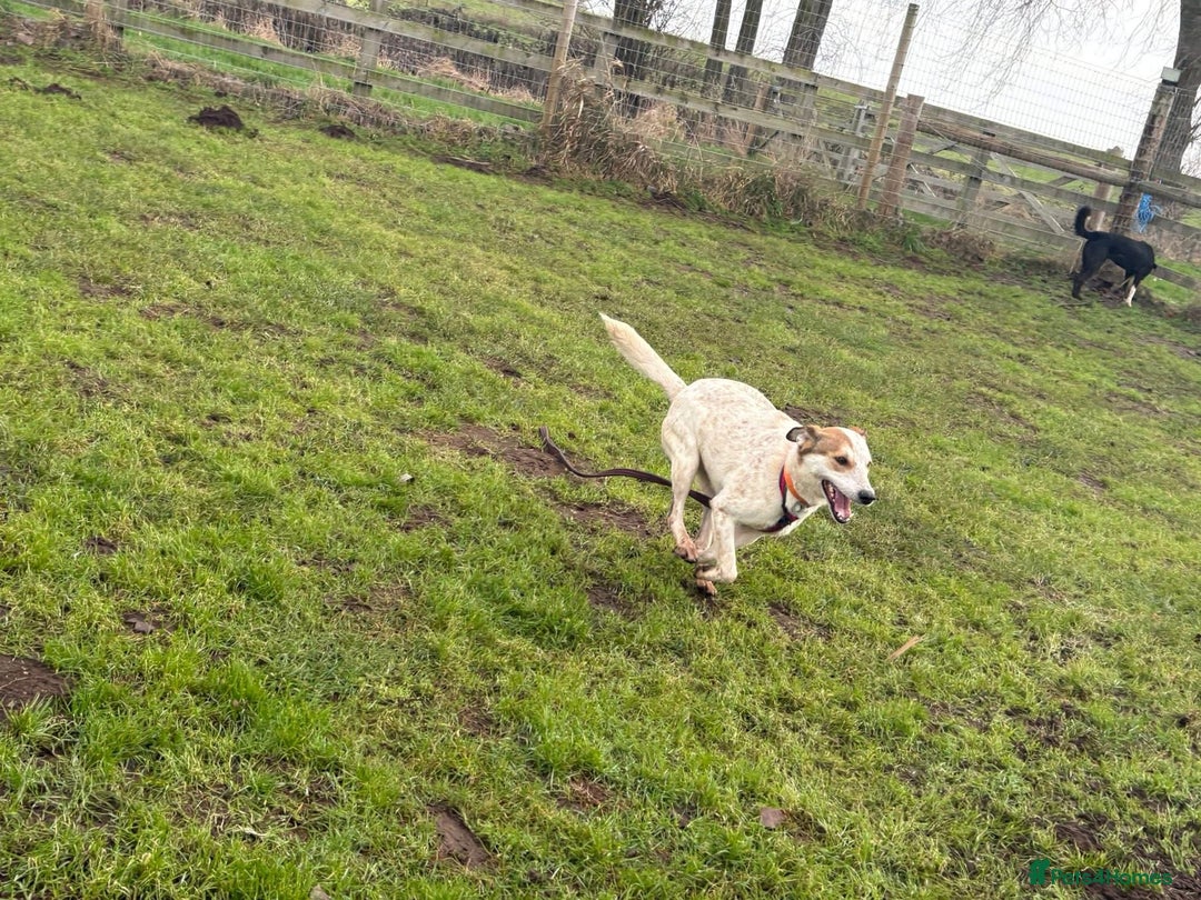 Mixed Breed dogs for adoption: Trinity - Norwich Norfolk  - Advert 15