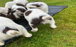 English Springer Spaniel dogs for sale: Working English springer spaniels in Tiverton - Image 12