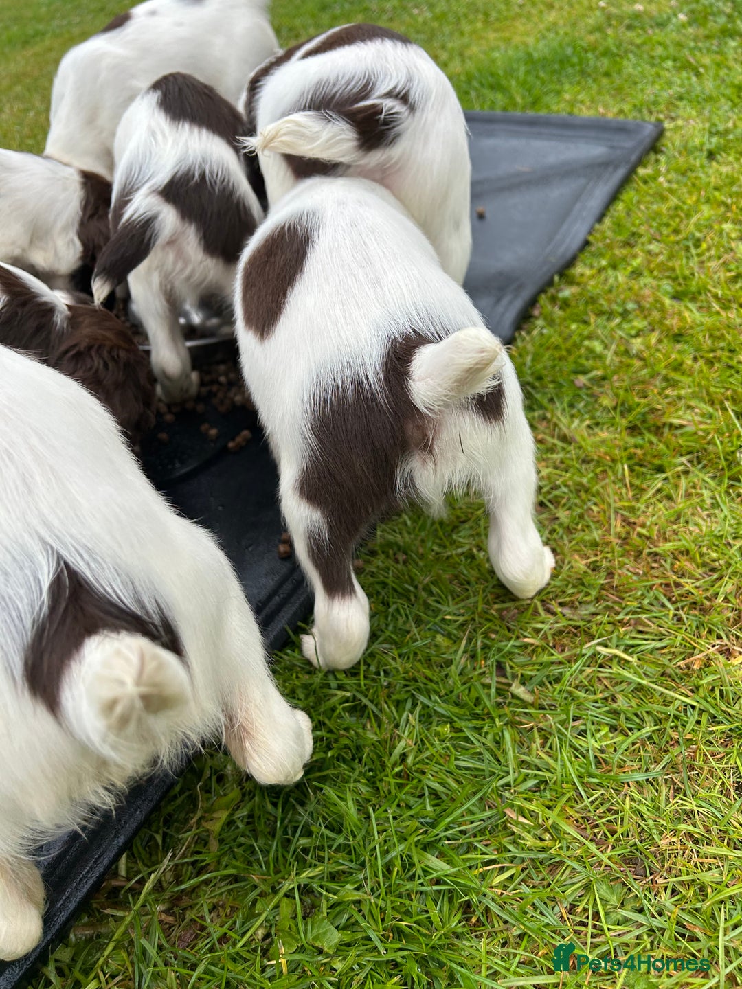 English Springer Spaniel dogs for sale: Working English springer spaniels in Tiverton - Image 12