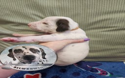 Dalmatian dogs for sale: 6 KC Dalmatian puppies Left - Image 20