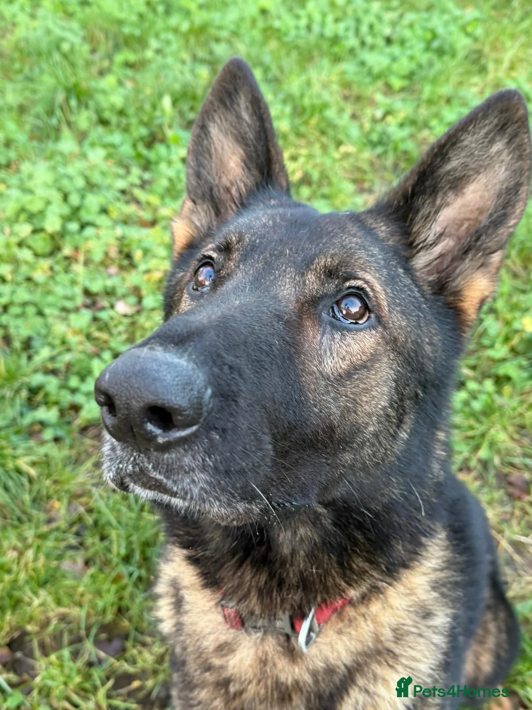 German Shepherd dogs for sale: Four year old German Shepherd male  - Advert 6