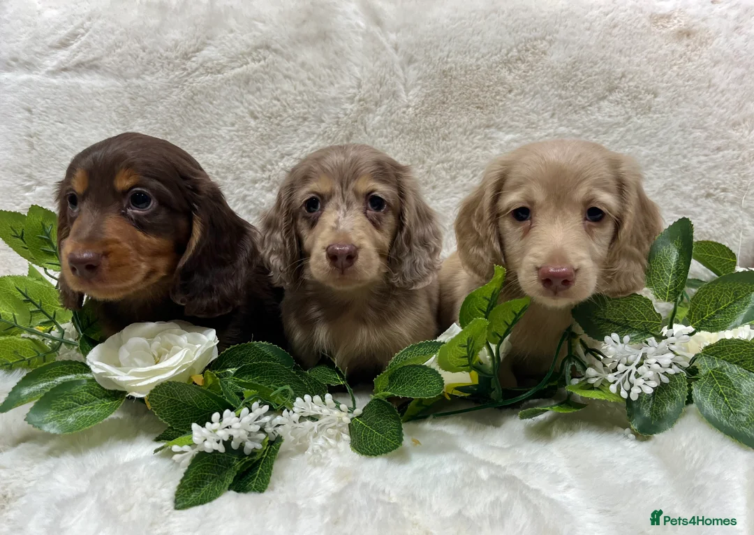 Miniature Dachshund dogs for sale: MINIATURE LONGHAIRED DACHSHUND KC REGISTERED BOYS  - Advert 4
