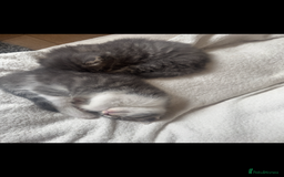 Domestic Shorthair cats for sale: 4 gorgeous kittens for sale - Image 5
