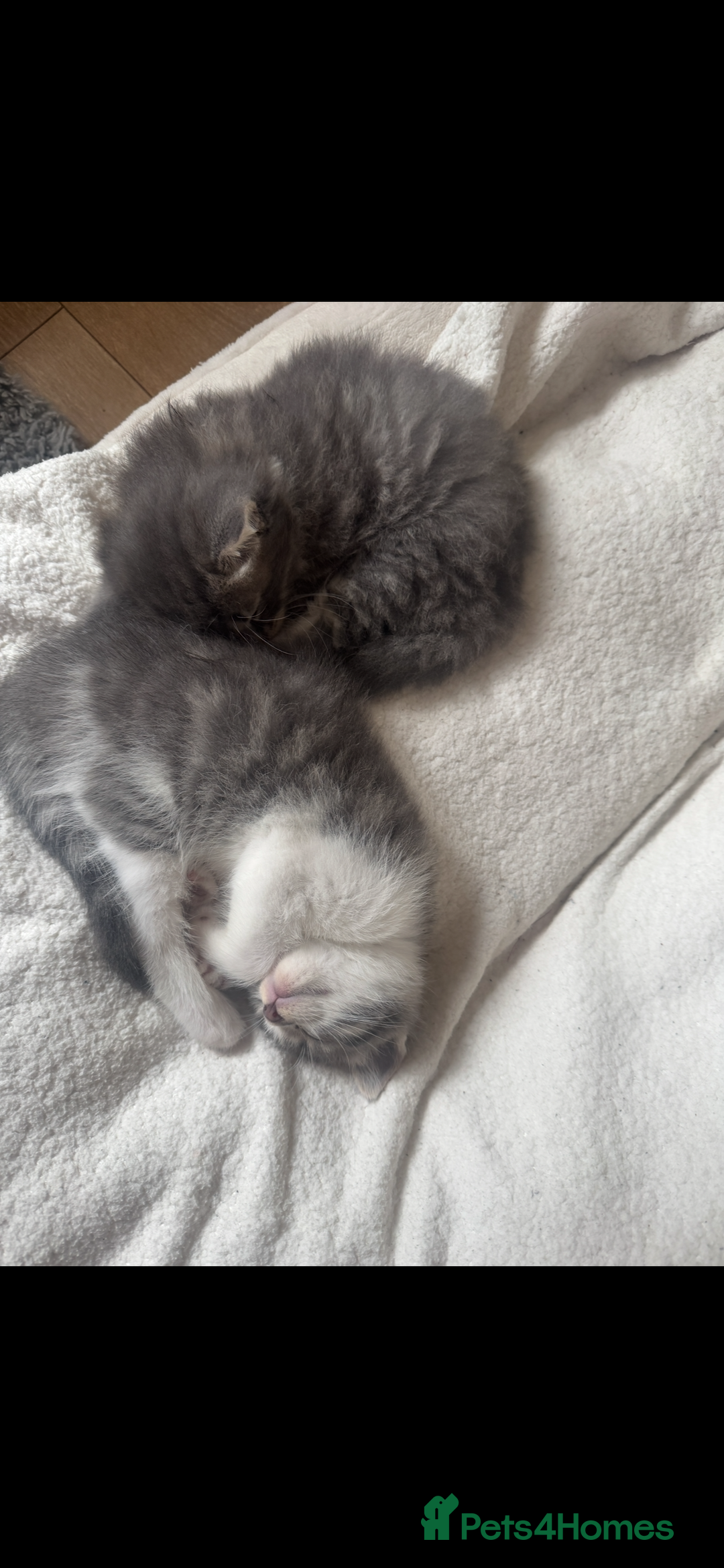 Domestic Shorthair cats for sale: 4 gorgeous kittens for sale - Image 5