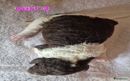 Standard Poodle dogs for sale: KC Reg Chocolate parti Standard Poodle puppies - Image 6