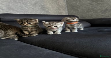 Scottish Fold cats - Advert 1