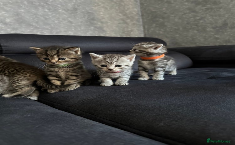 Scottish Fold cats - Advert 1