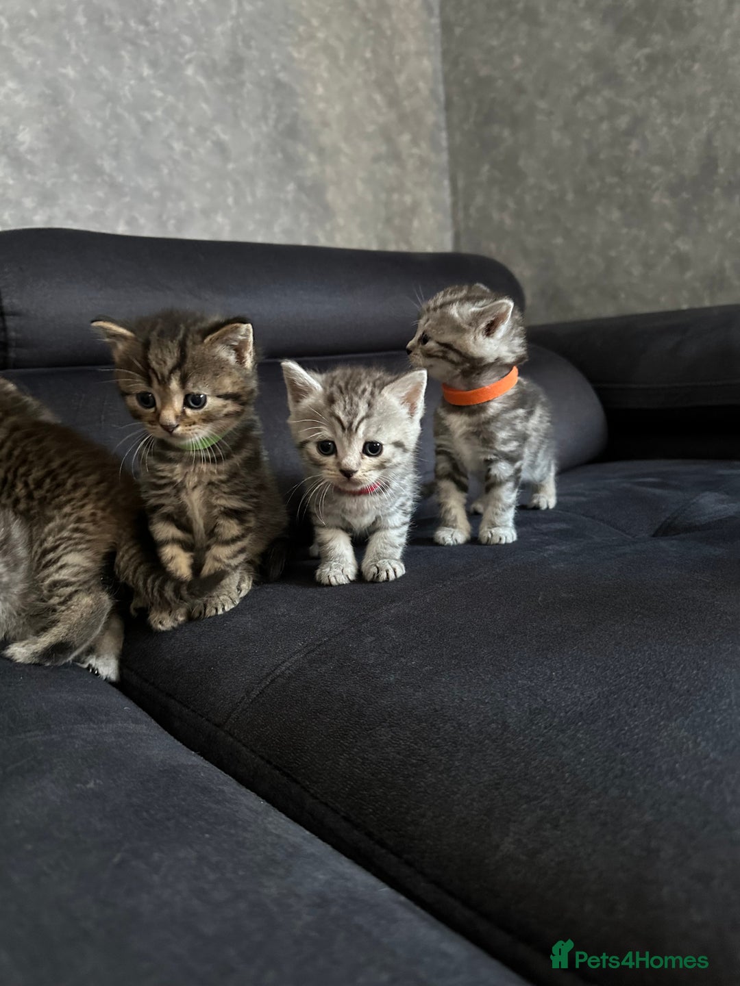 Scottish Fold cats for sale: Scottish fold/straight - Image 3