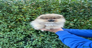 Pomeranian dogs 🔥Very Tiny Boy🧸Top Quality 💎 - Advert 16