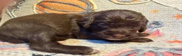 Cavapoochon dogs for sale: Beautiful health tested Cavapoo puppies - Advert 34