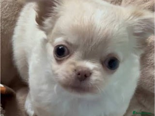 Chihuahua dogs Gorgeous white chihuahua puppy ready to leave now - Advert 2