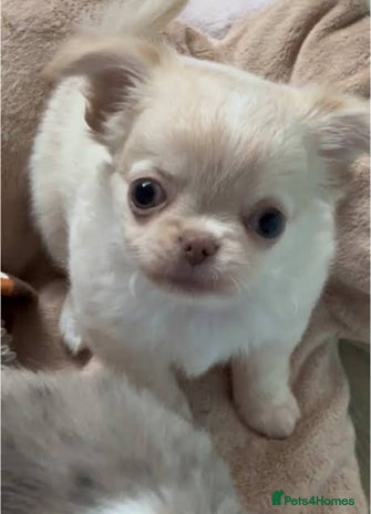 Chihuahua dogs Gorgeous white chihuahua puppy ready to leave now - Advert 1