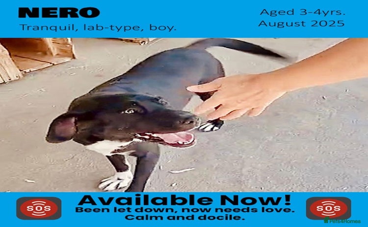 Mixed Breed dogs - Advert 7