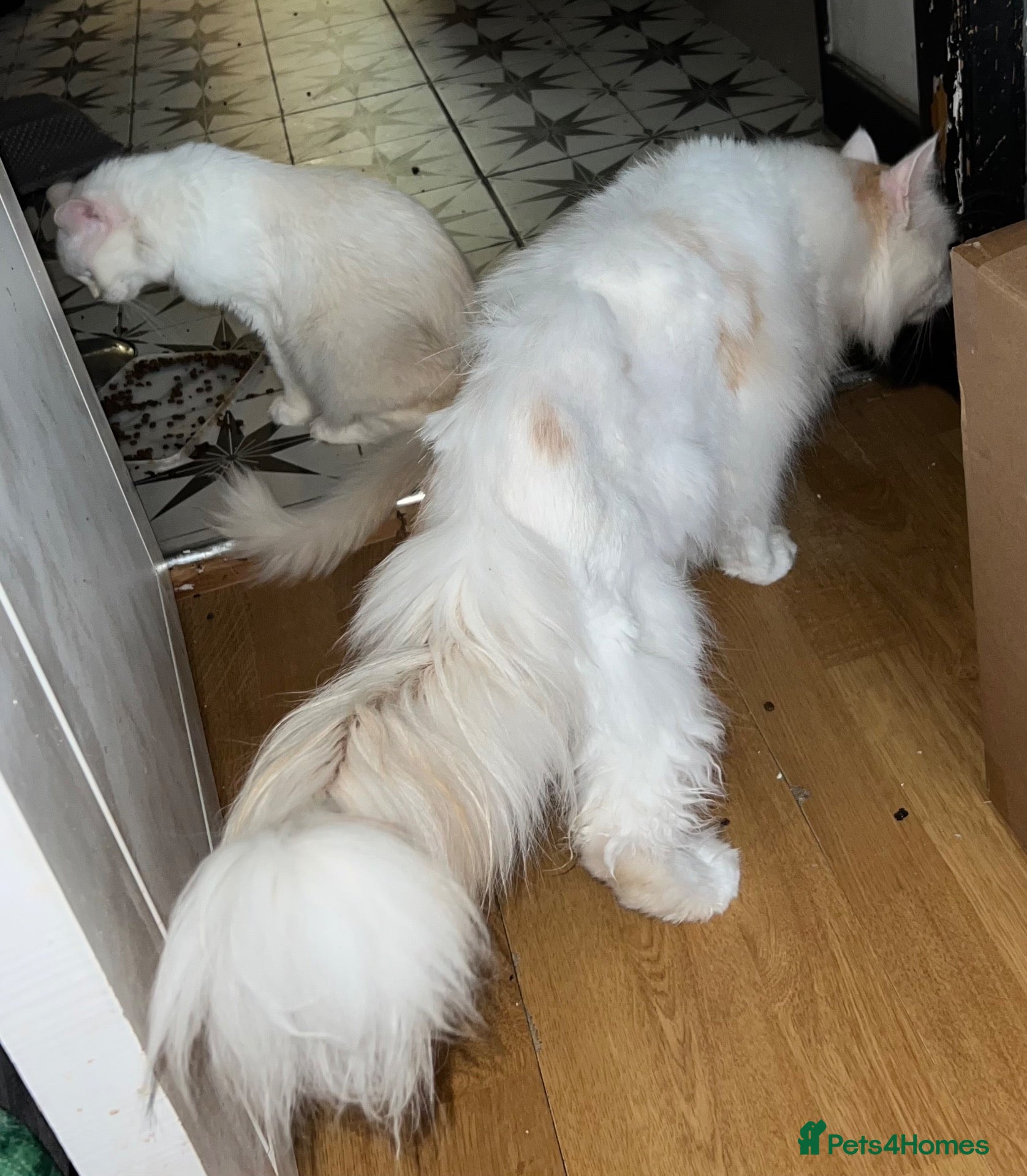 Maine Coon cats Mahoosive Maine Coon - Advert 1