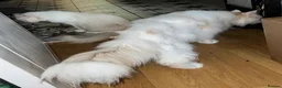 Maine Coon cats for sale: Mahoosive Maine Coon - Advert 1