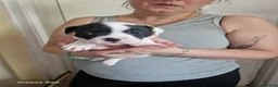 Staffordshire Bull Terrier dogs for sale: Staffordshire bull terriers - Advert 6