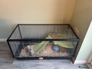 Hamster rodents Russian dwarf hamster and cage - Advert 5