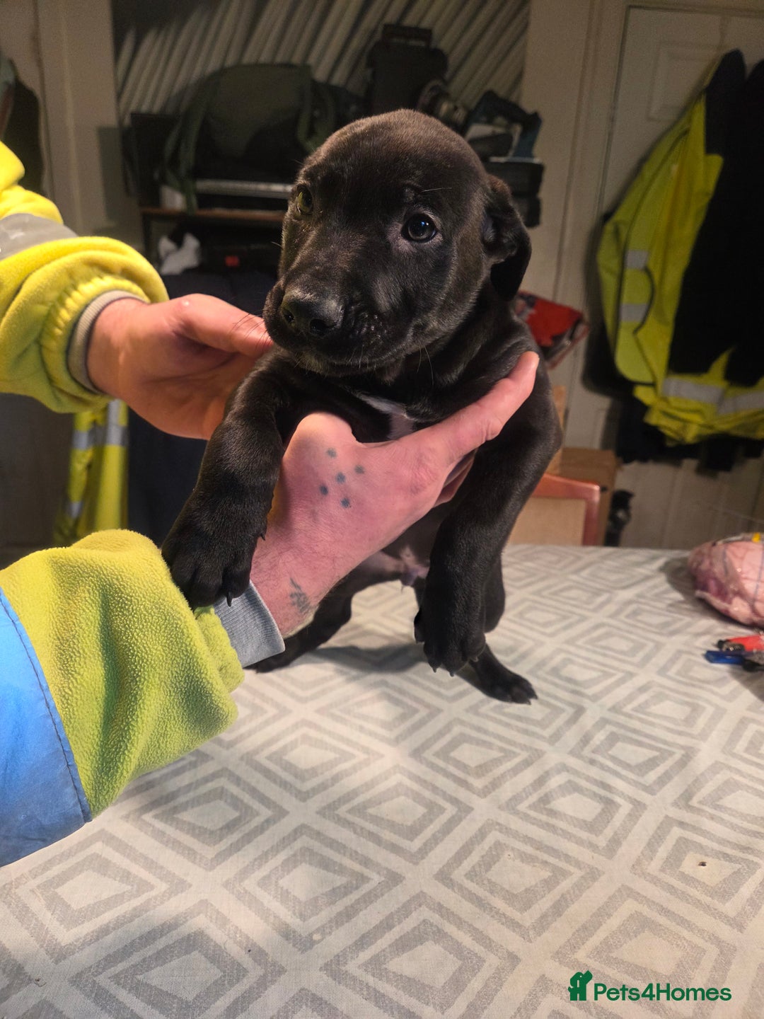 Mixed Breed dogs for sale: Bullcros  - Advert 7