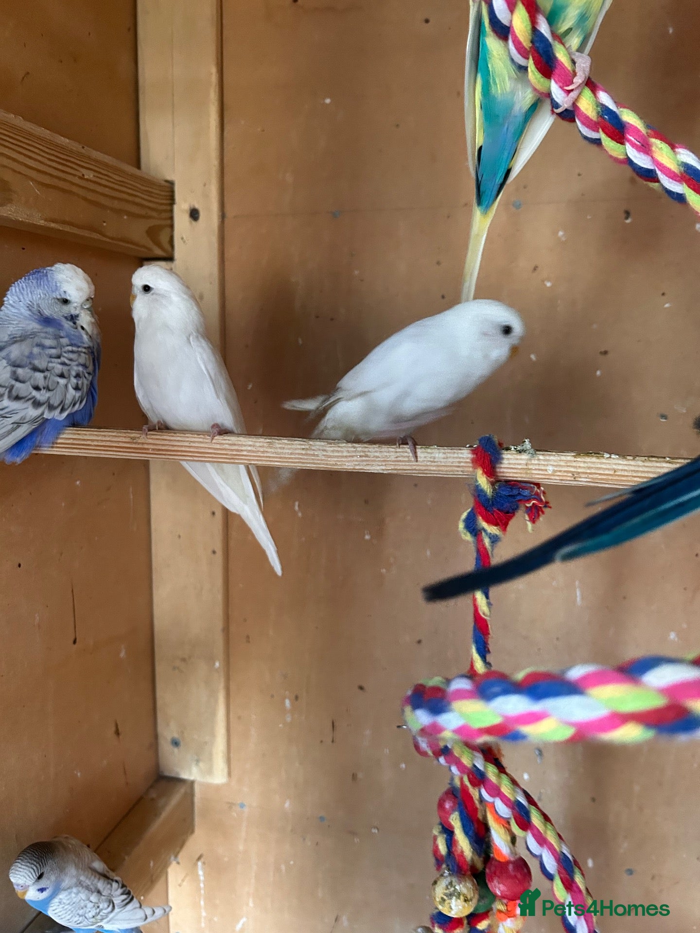Budgerigars birds Budgies for sale  - Advert 1