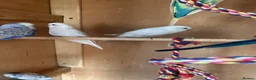 Budgerigars birds for sale: Budgies for sale  - Advert 1