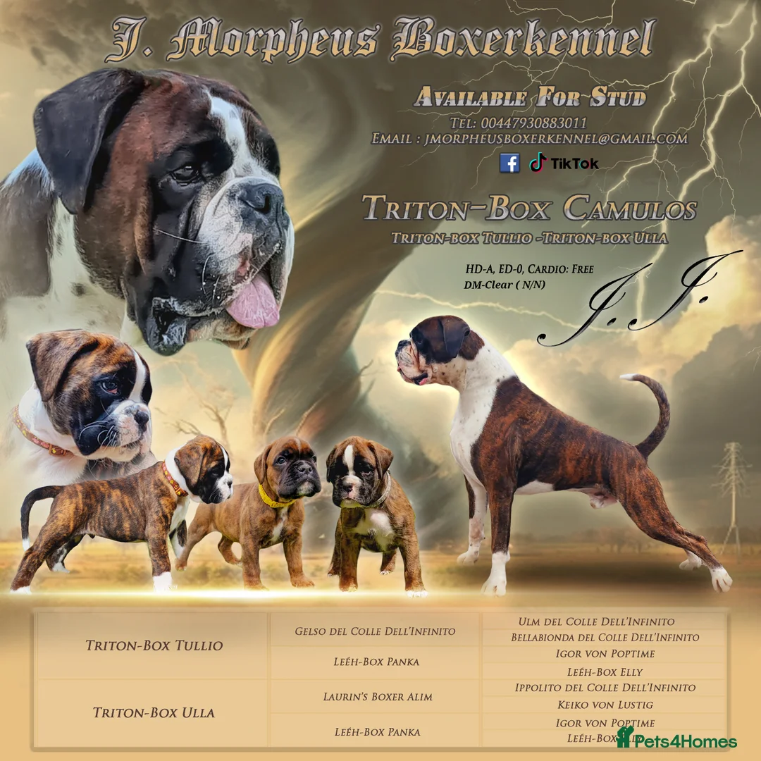 Boxer dogs for stud: 100% pure German Boxers in Norwich - Advert 3