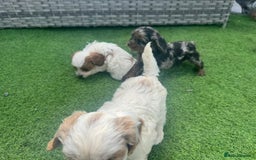 Cavapoo dogs for sale: F1 cavapoo puppies for sale - Image 11