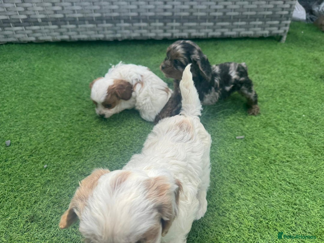 Cavapoo dogs for sale: F1 cavapoo puppies for sale - Image 11