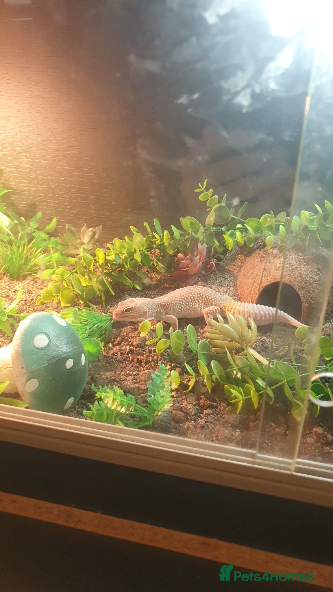 Leopard Gecko reptiles Female Leucistic Leopard Gecko - Advert 1