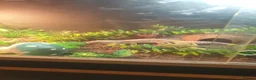 Leopard Gecko reptiles for sale: Female Leucistic Leopard Gecko - Advert 1