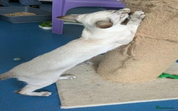 Siamese cats for sale: Siamese Kittens For Sale. - Image 14