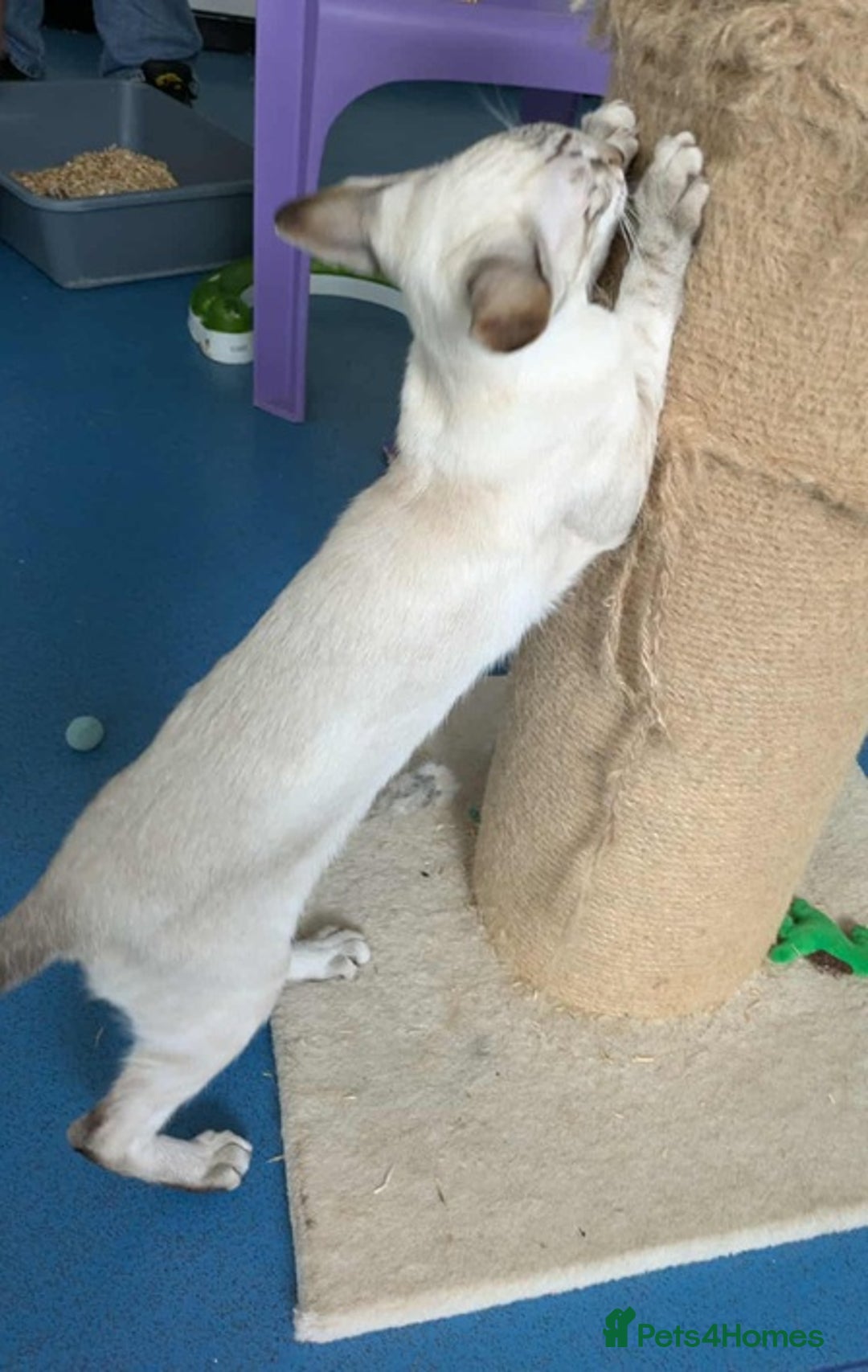 Siamese cats for sale: Siamese Kittens For Sale. - Image 14