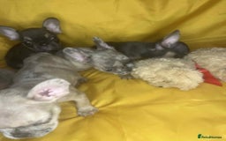 French Bulldog dogs for sale: 🐾 French Bulldog Puppies for Sale - Image 3