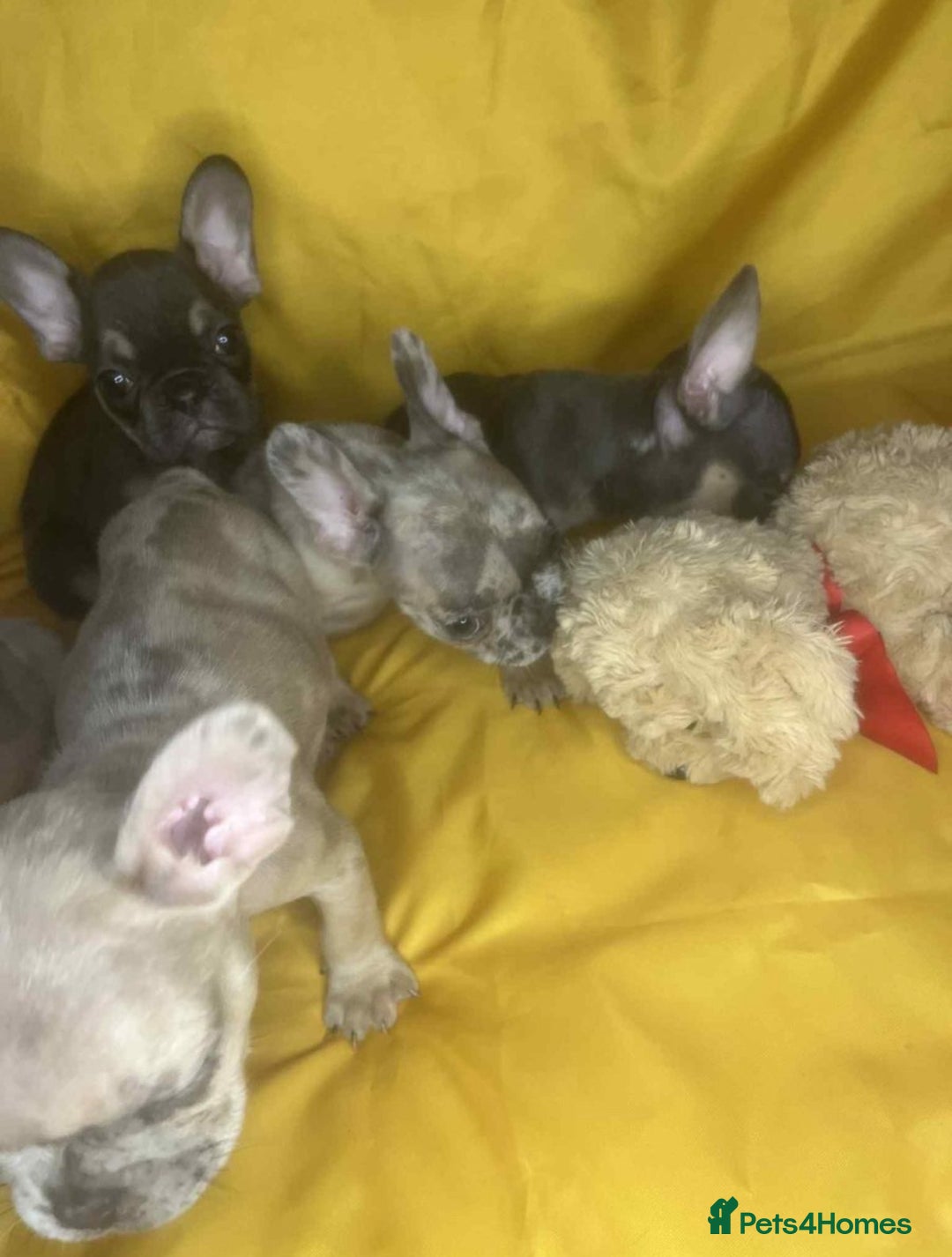 French Bulldog dogs for sale: 🐾 French Bulldog Puppies for Sale - Image 3