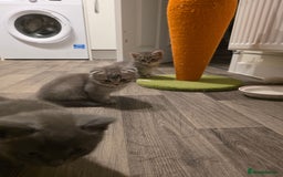 Mixed Breed cats for sale:  British shorthair & Scottish Fold mix - Image 18