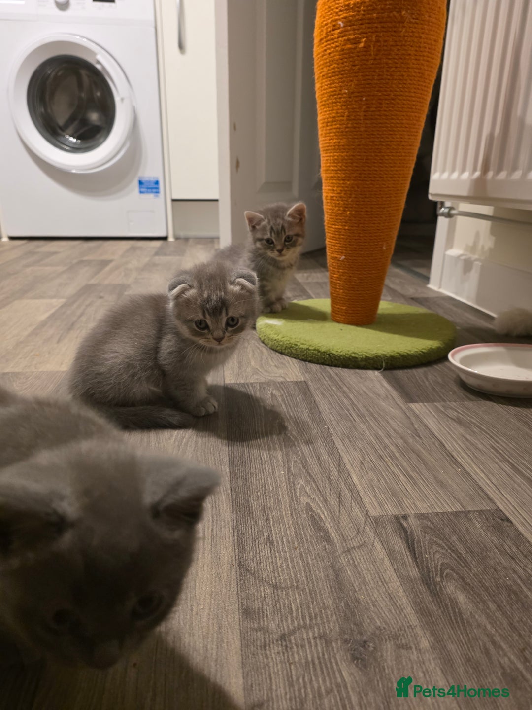 Mixed Breed cats for sale:  British shorthair & Scottish Fold mix - Image 18