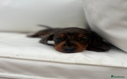 Miniature Dachshund dogs for sale: Beautiful babies - Image 3