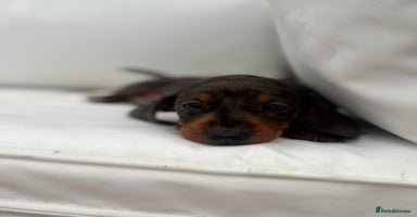 Miniature Dachshund dogs - Advert 4