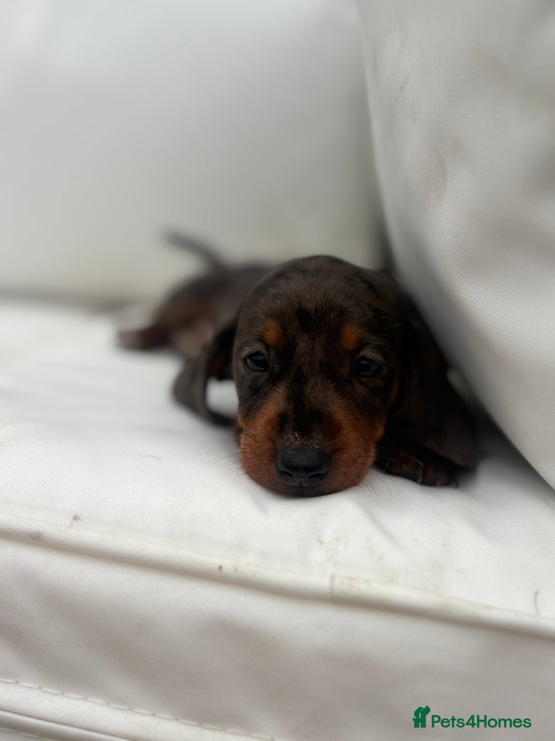 Miniature Dachshund dogs for sale: Beautiful babies - Image 3