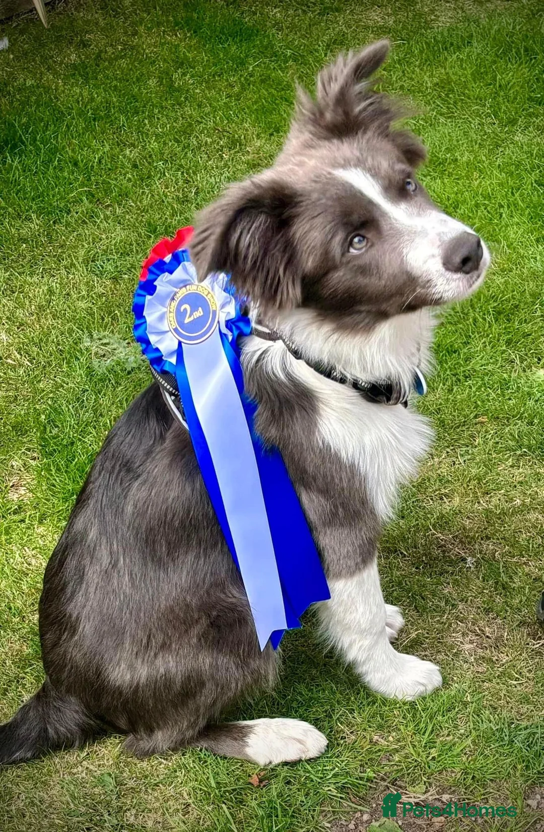 Border Collie dogs for stud: For stud. KC reg and proven.  in Brierley Hill - Advert 19