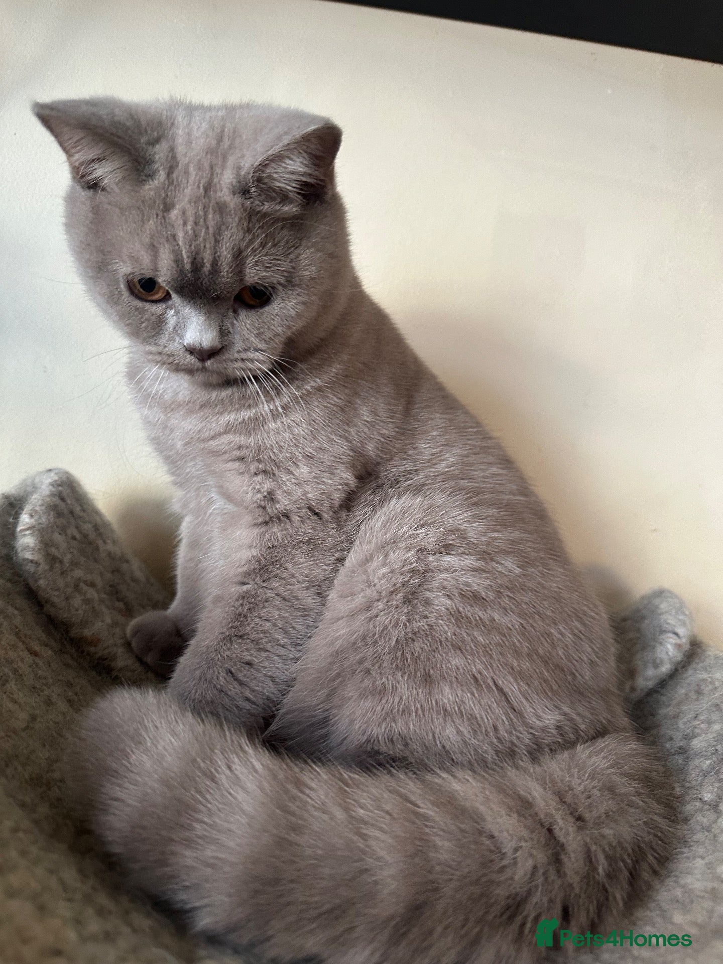 British Shorthair cats British Shorthair GCCF-registered Kittens  - Advert 2