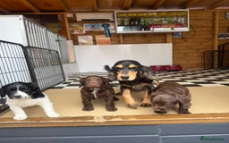 Cocker Spaniel dogs for sale: Beautiful cocker spaniel puppies  - Image 17