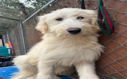 Mixed Breed dogs for adoption: Poppy - Norwich Norfolk  - Image 3