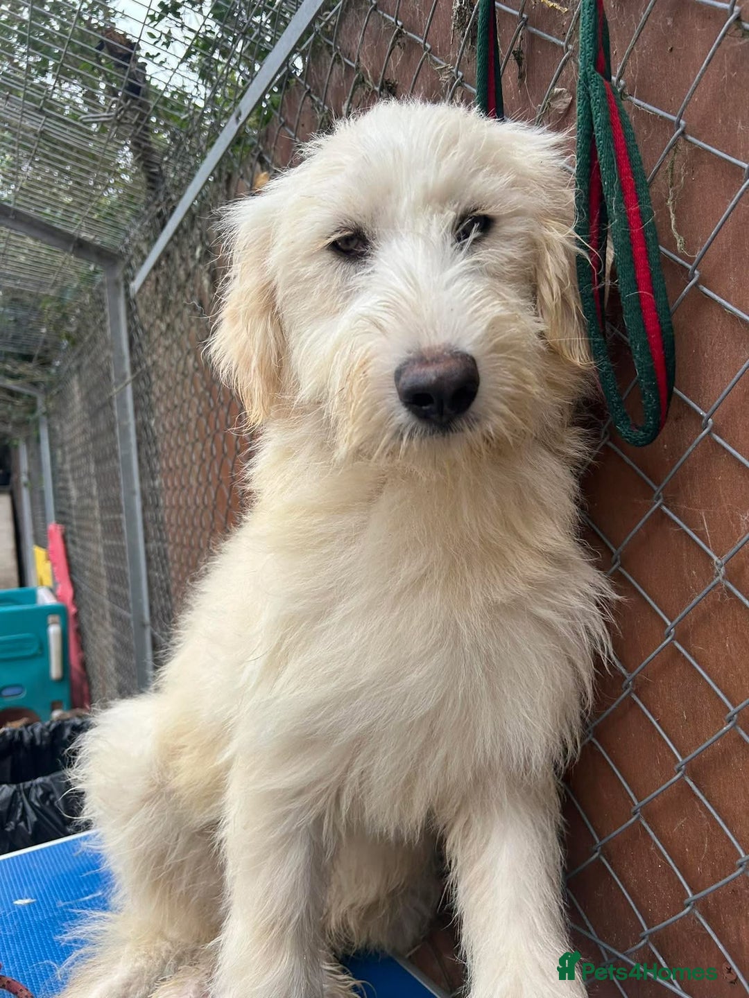 Mixed Breed dogs for adoption: Poppy - Norwich Norfolk  - Image 3