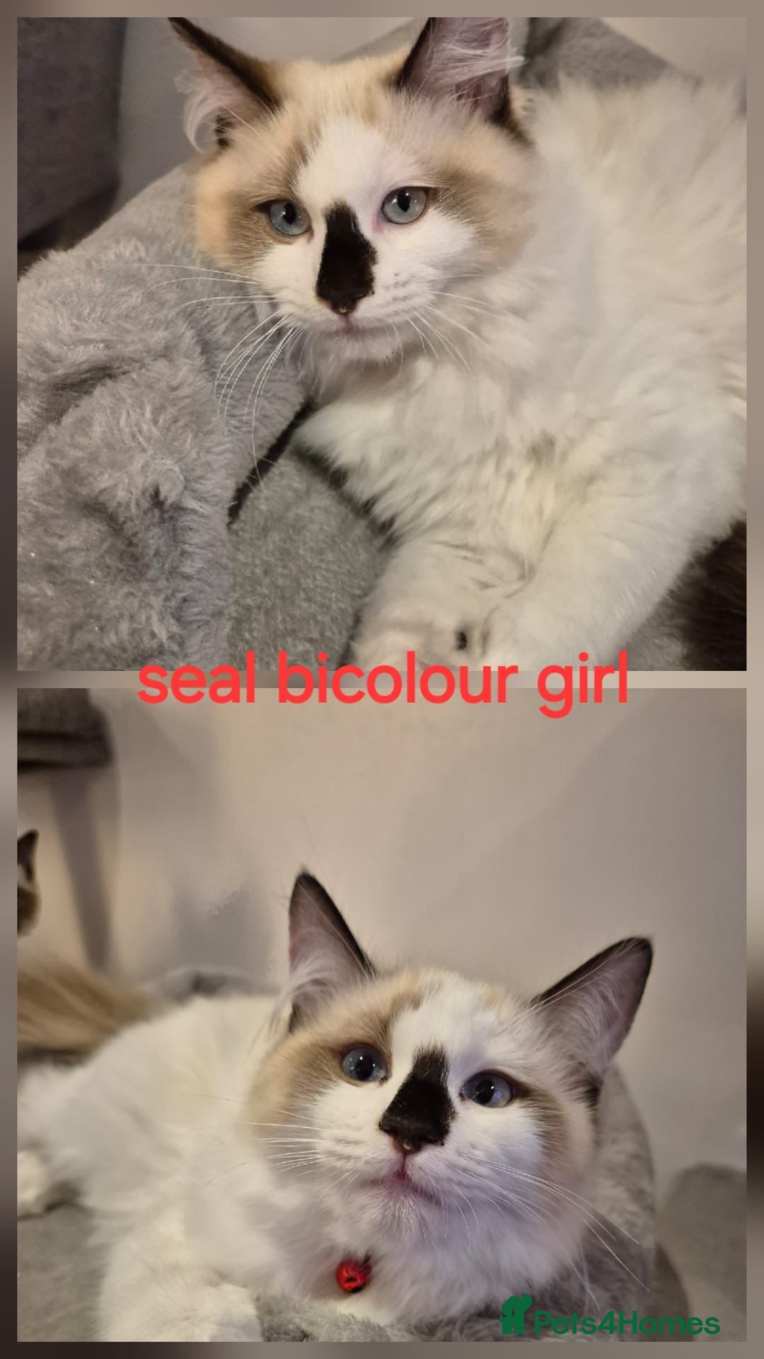 Ragdoll cats Beautiful Ragdoll/British short hair cross - Advert 2