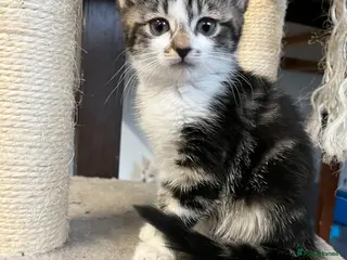 Mixed Breed cats 🐾 Stunning Mixed Breed Female Kitten Available 🐾 - Advert 5