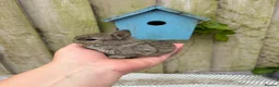 Netherland Dwarf rabbits for sale: Netherland dwarf rabbits - Advert 3