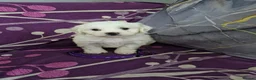 Bichon Frise dogs for sale: Pure White Bichon Frise for Sale🤍🐶 - Advert 11