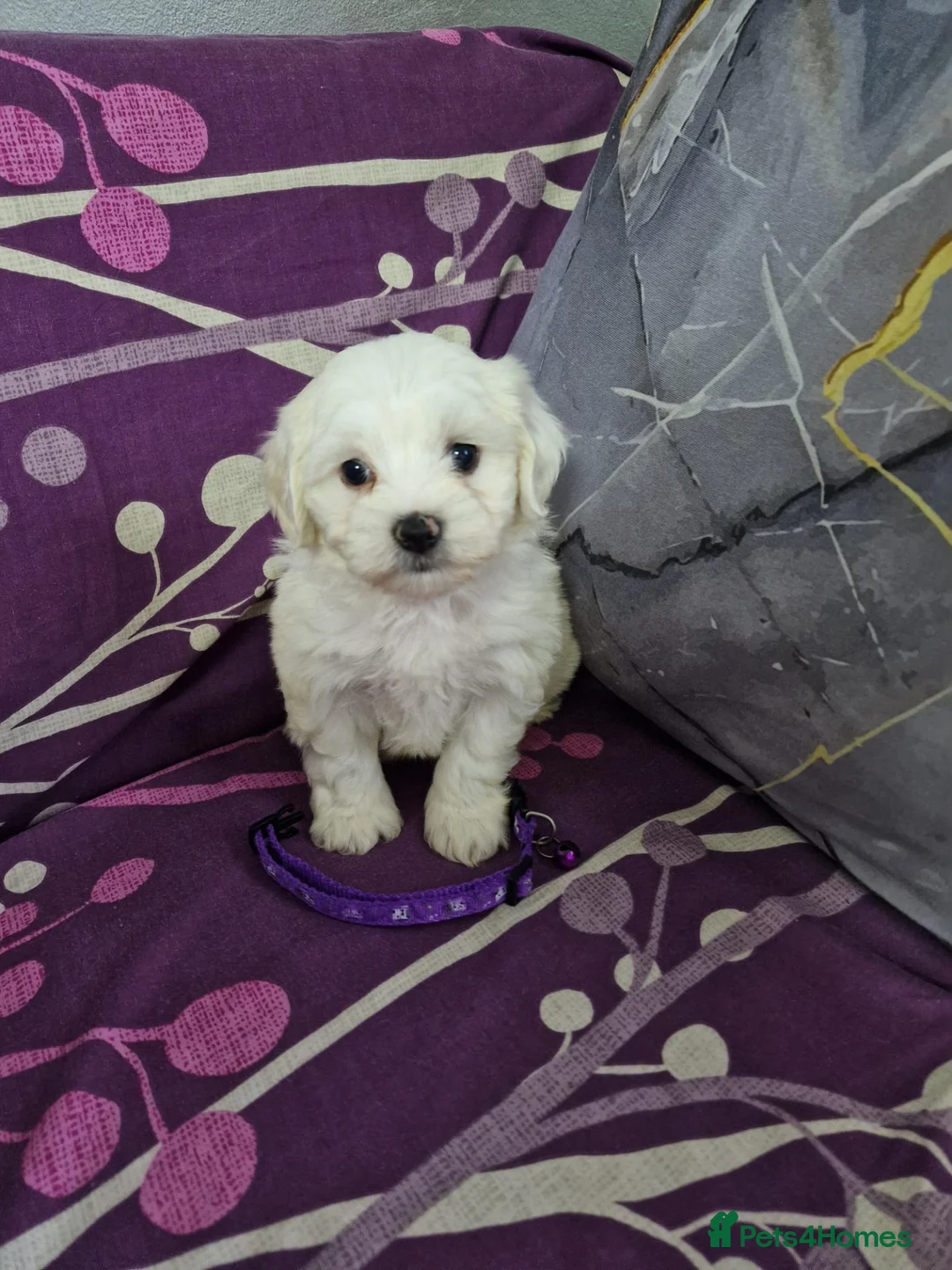 Bichon Frise dogs for sale: Pure White Bichon Frise for Sale🤍🐶 - Advert 11