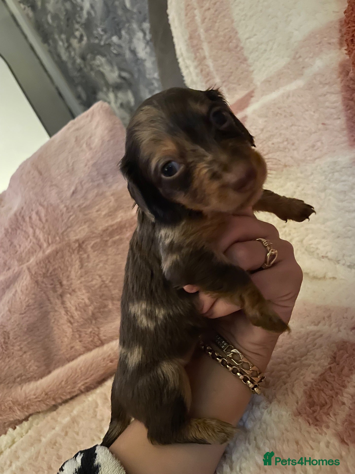 Miniature Dachshund dogs Fluffy miniature dachshund  - Advert 2