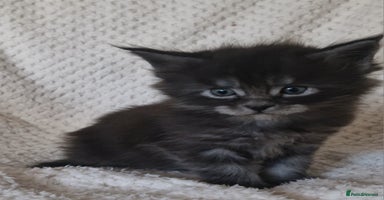 Maine Coon cats Pedigree Smoke Russian Line Mainecoons - Advert 11